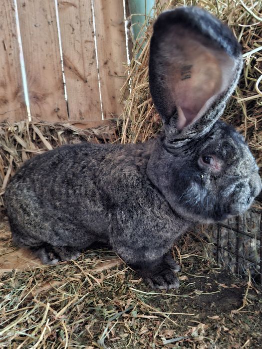 Vănd uriaș german  masculi si femele