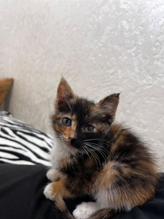 Котята в хорошие руки