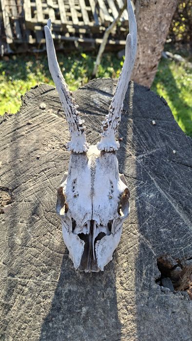 Трофей от сръндак