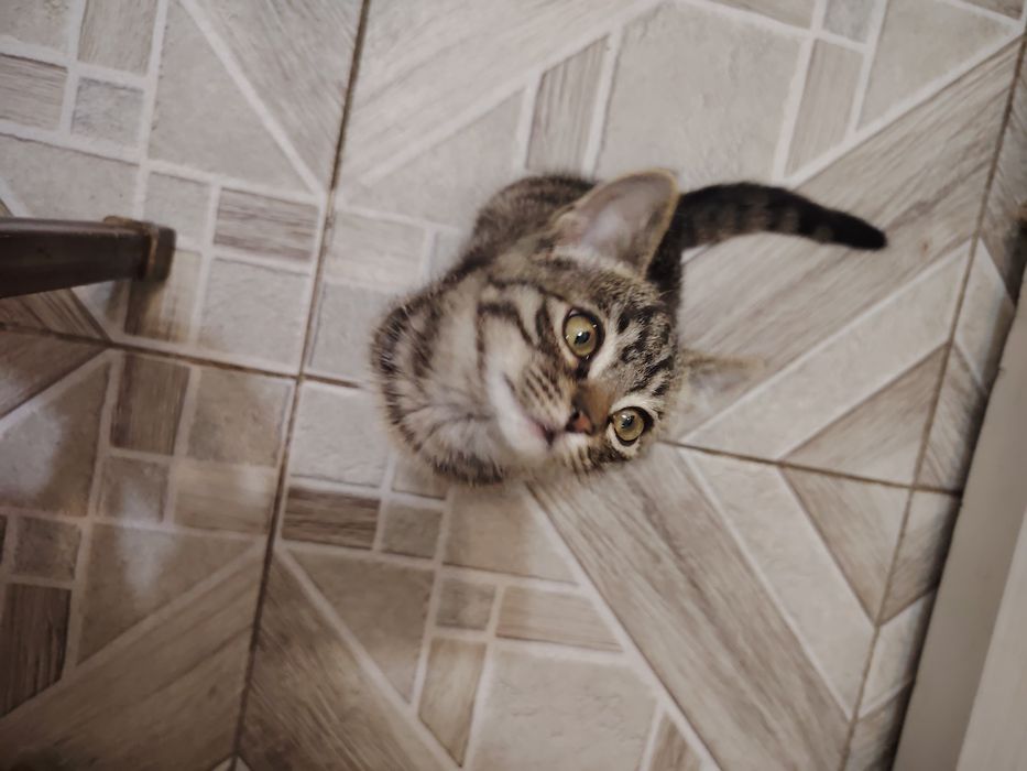 Отдается в добрые руки котик