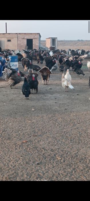 Продаю индюков (самцы)