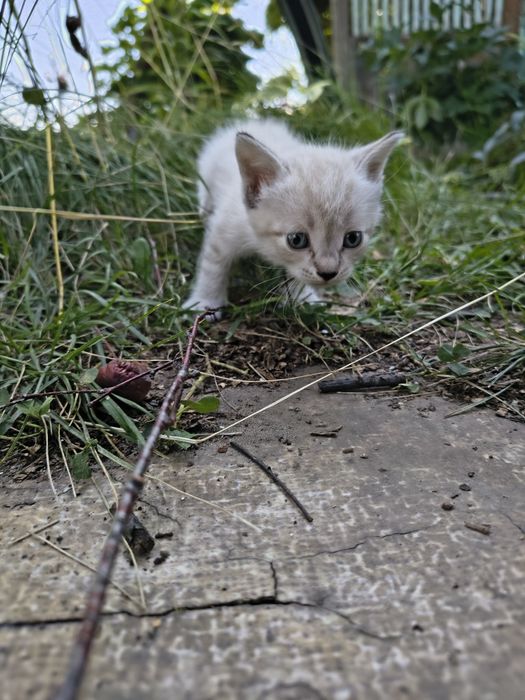 Отдадим котят  в добрые руки