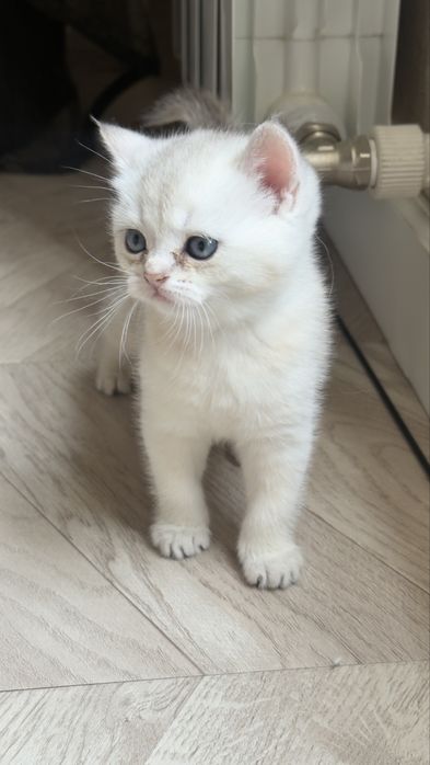 Продаются котята серебристые шиншиллы