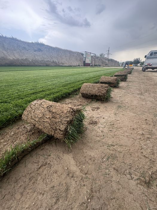 Gazon tayor  rulon  landshft dizyin xizmatlri dorilash xizmati