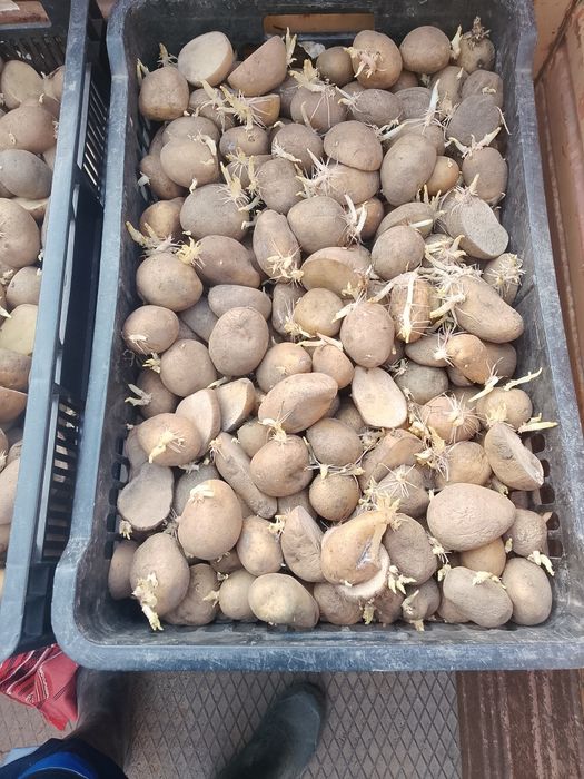 Vand cartofi de sămânță Riviera și Arizona, elită.