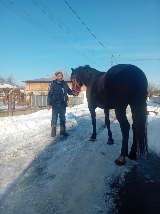 Mânza  de 2 ani jumate Sura