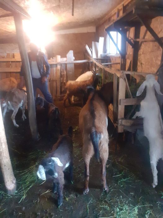 De vanzare capre si iezi  rasa anglo nubian