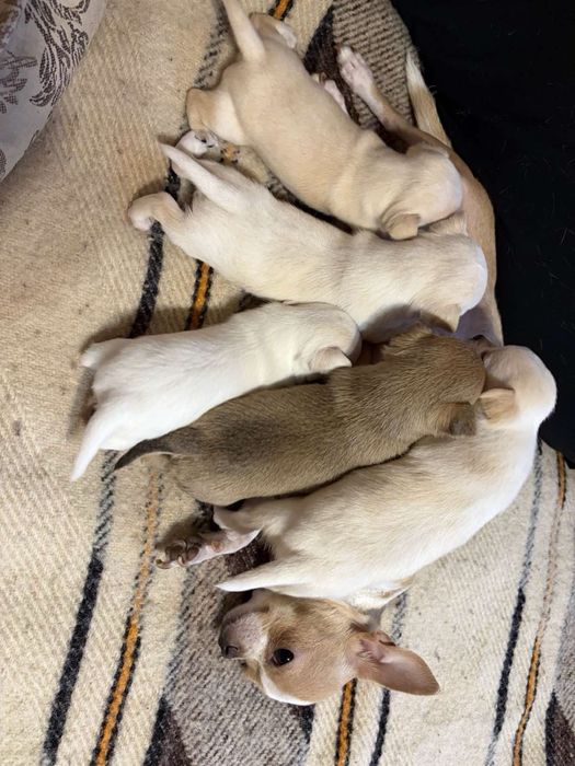 Мини чихуахуа…….