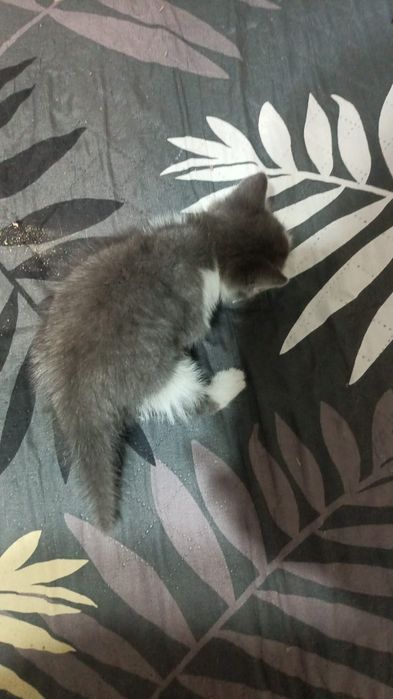 Отдадим в добрые руки