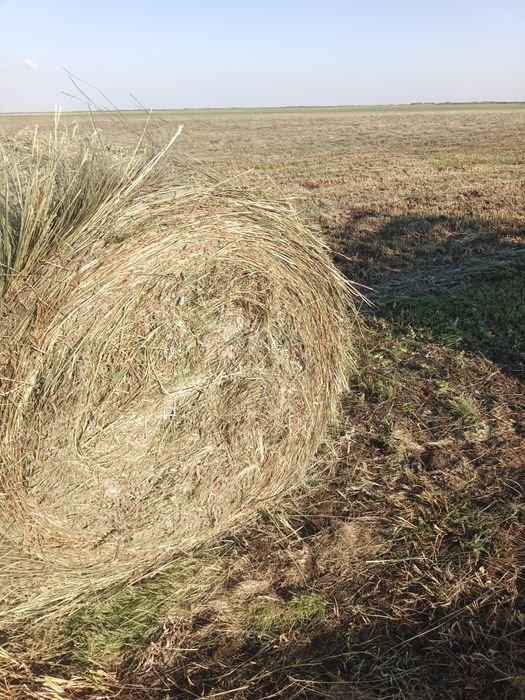 продам сено в рулонах