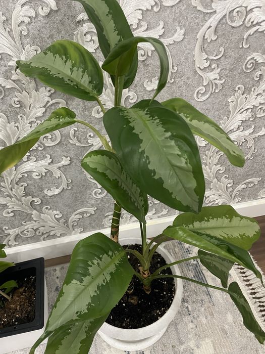 Комнатные растение