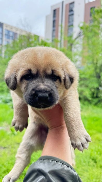 Щенки и мама ищут Дом