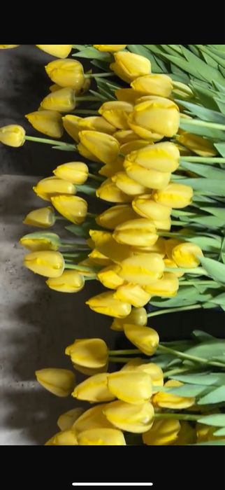 Продаю тюльпаны свежие 65-70 см