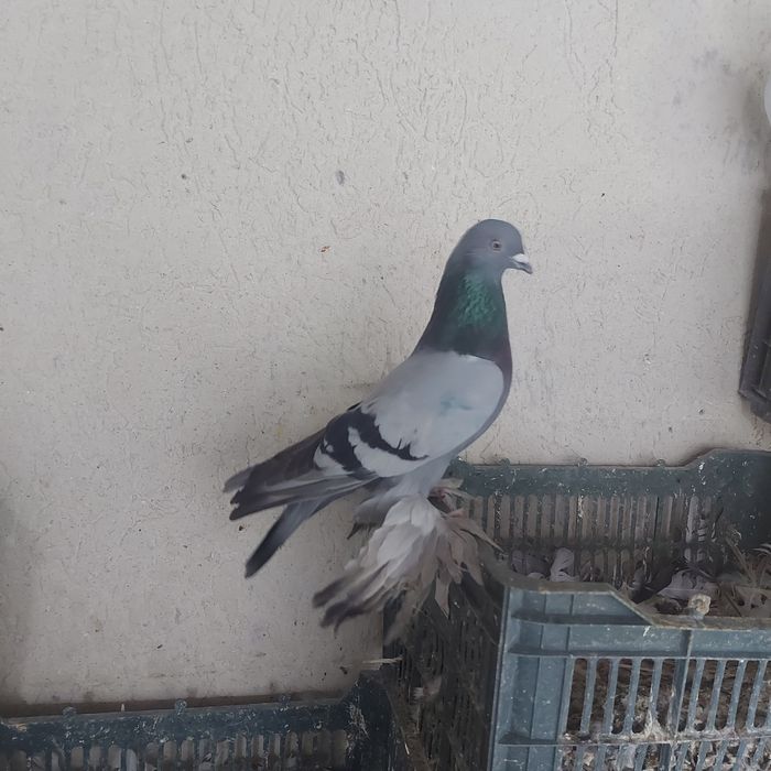 Сизи самец лет игра тяга