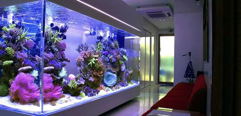 Форум морских аквариумистов | Dengiz akvariumistlari