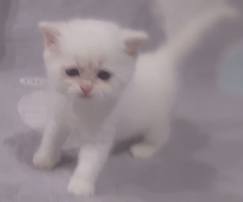 Миленькие белые котята мальчики и девочки