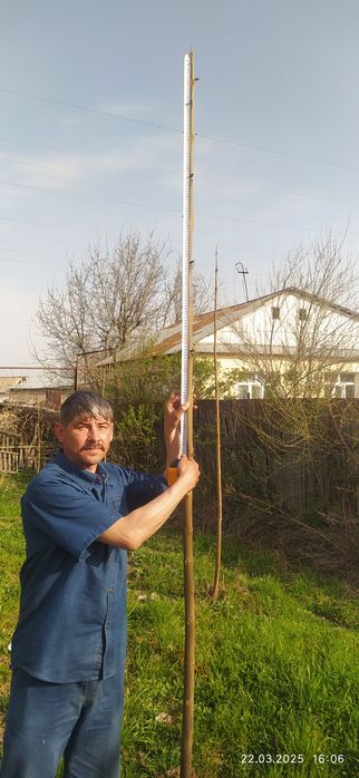 Павлония сорт М1 деревья