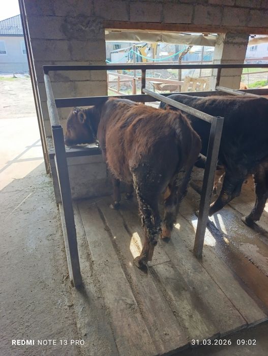 Продам быков подсосы