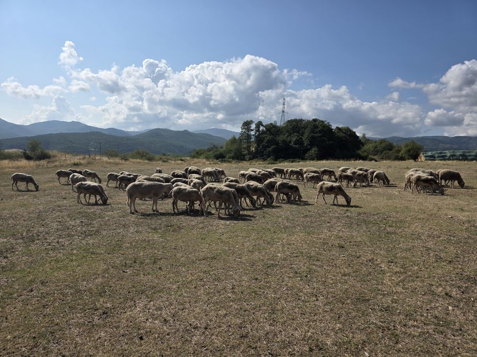 Овце порода лакон