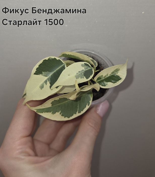 Комнатные растения Темиртау