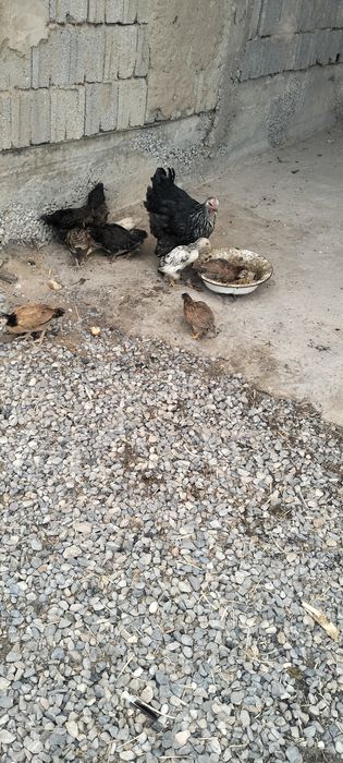 Айшвария Рай сексуалды