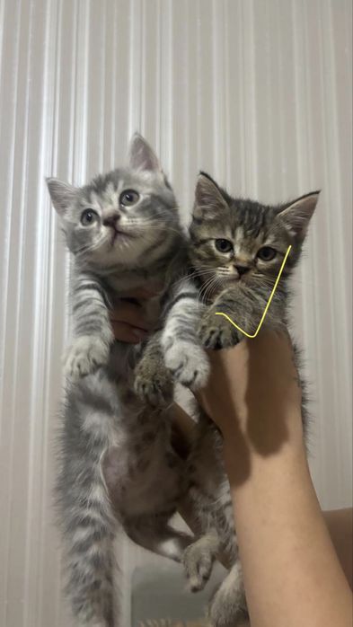 Продаются шотландские котята