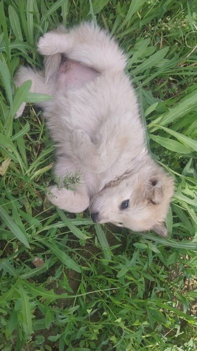 Хаски щенята продаем