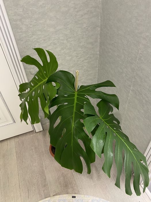 Продам монстеру по выгодной цене