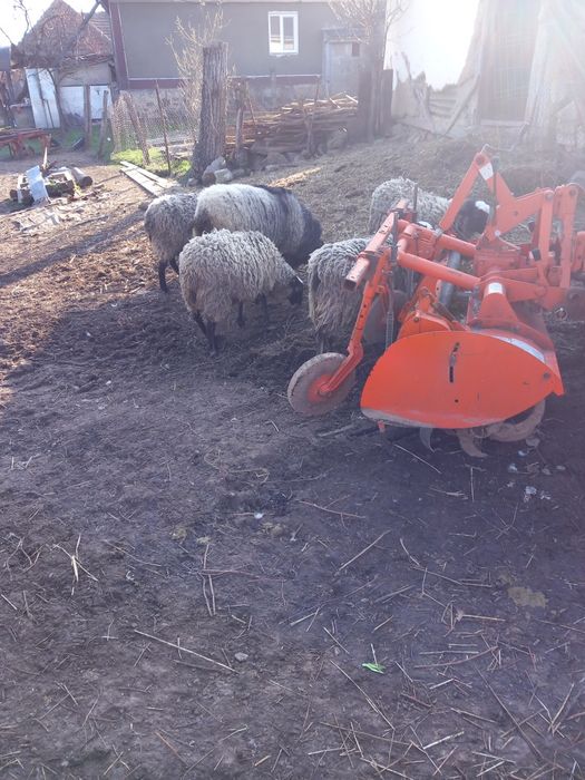 Vând oi romanov rasa pura