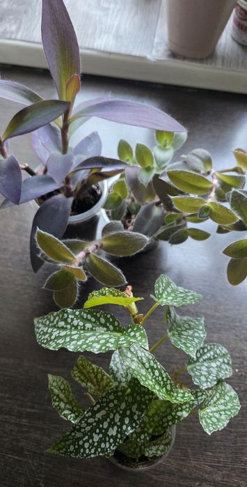 Продам набор комнатных растений