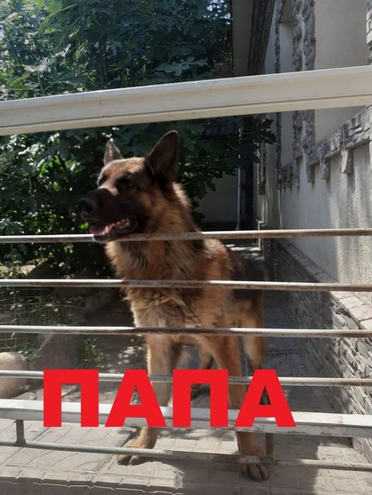Щенки  овчарка ...