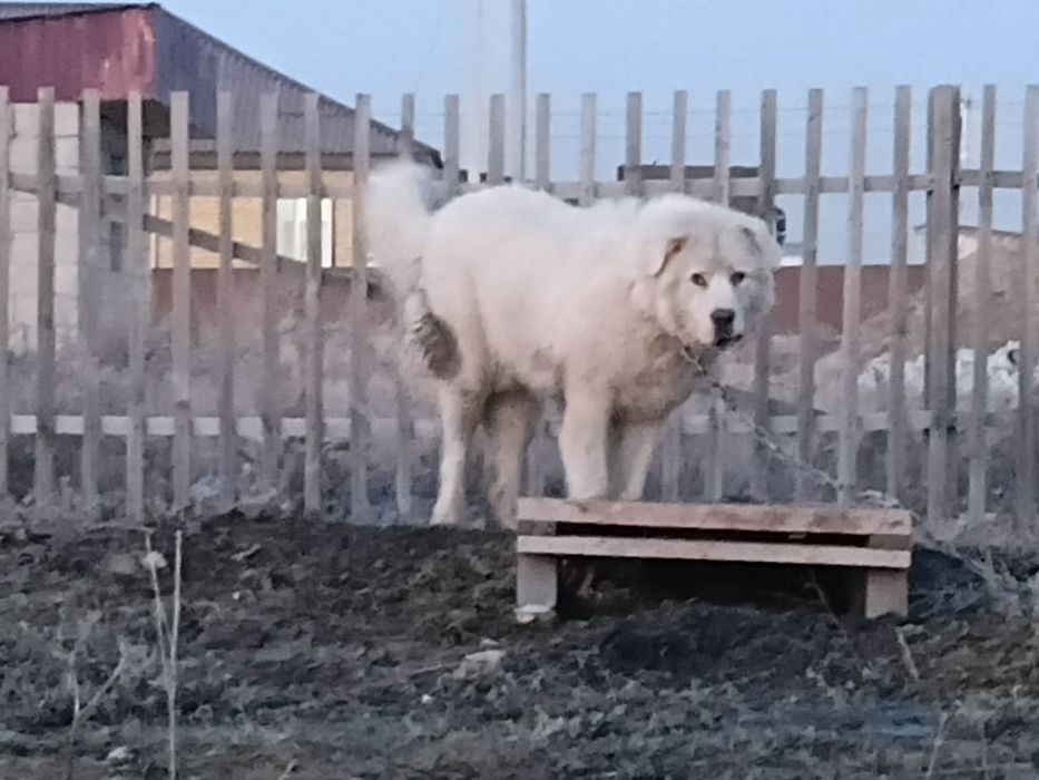 Кой тобет 11 айлык.