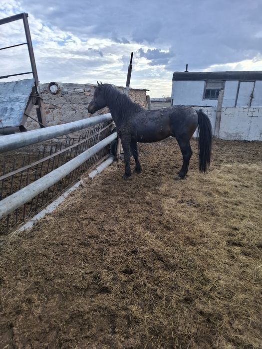 Продаю айгыр жеребец