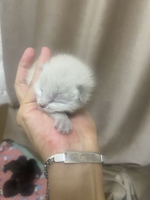 отдам в добрые руки котят