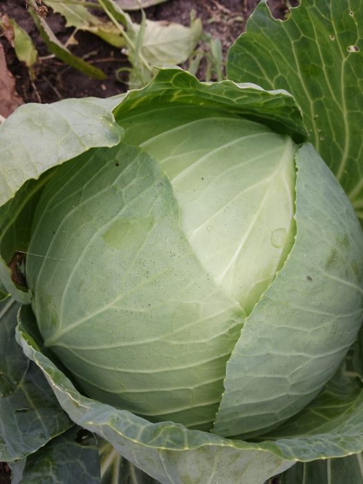 Продам дачу в обществе Ромашка