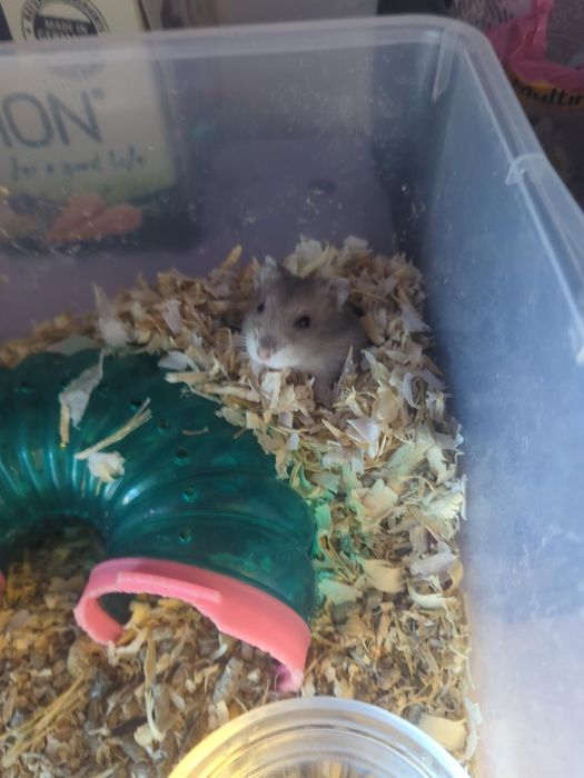 Doi Hamsteri pitici cu cușcă complet echipată și accesorii
