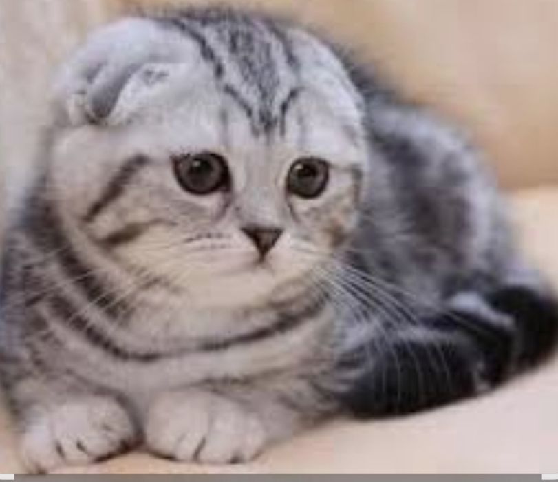 Продам шотландские вислоухих котят скотиш фолд