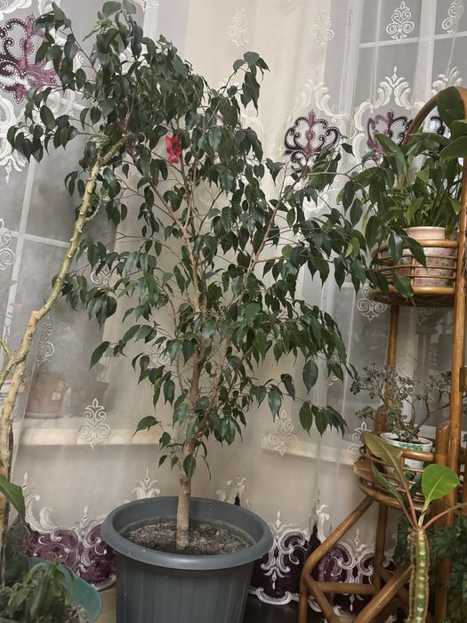 Комнатные растения цветы