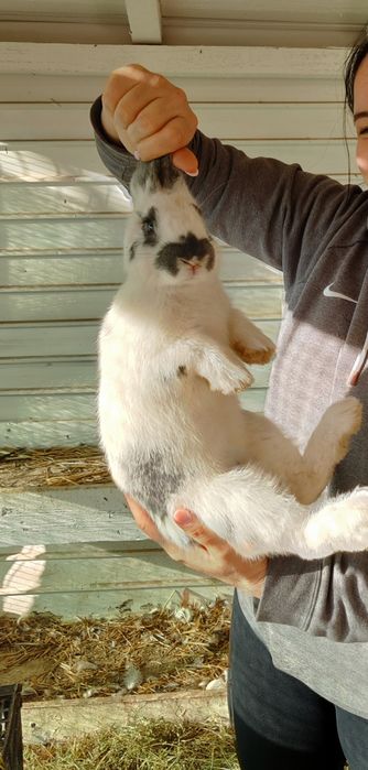 Iepuri rasa germana urias