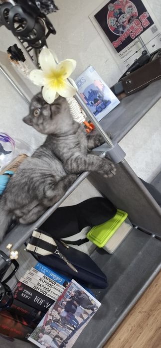 Шотландский скоттиш фолд мальчик