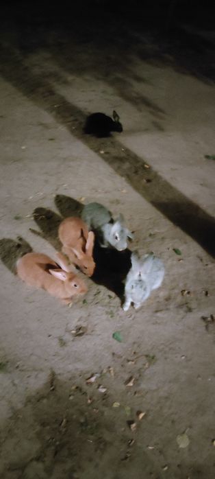 Продам зайцев и несушки