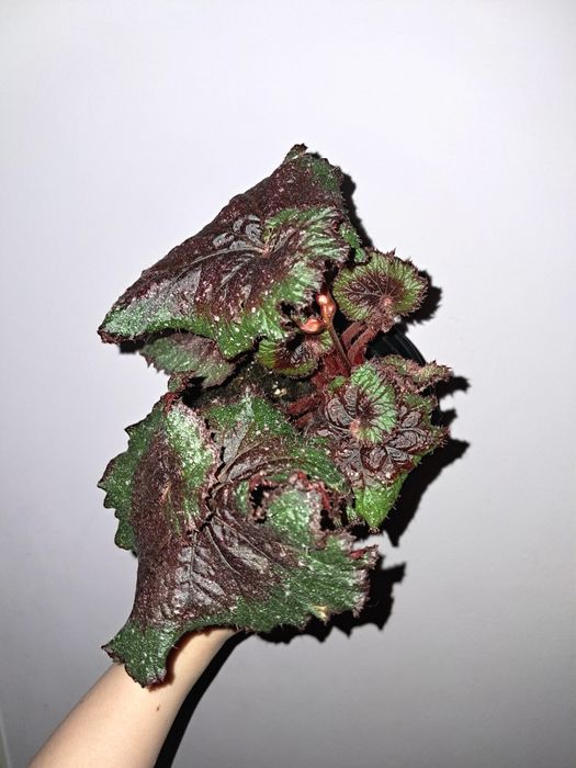 Бегония.             .