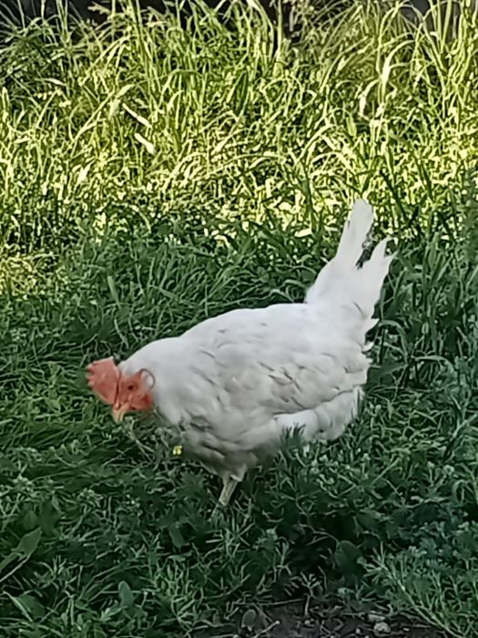Продам Кур Леггорн