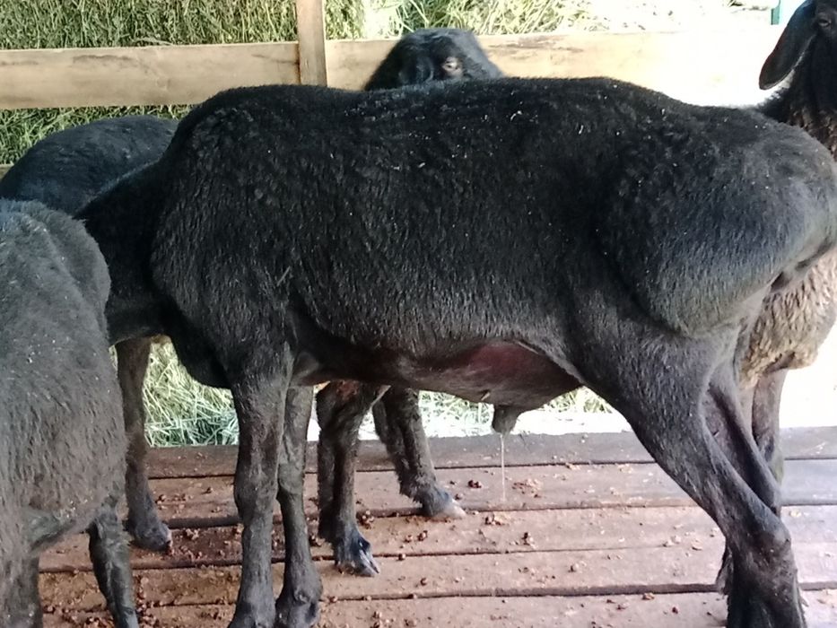 Қошқар сатылатын