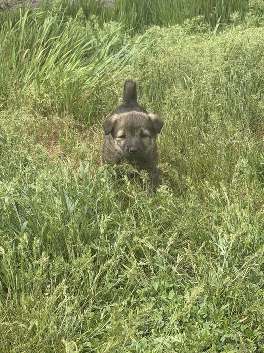 В добрые руки щеночков