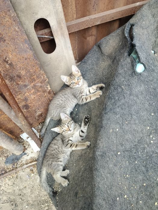 Отдам котят в заботливые руки