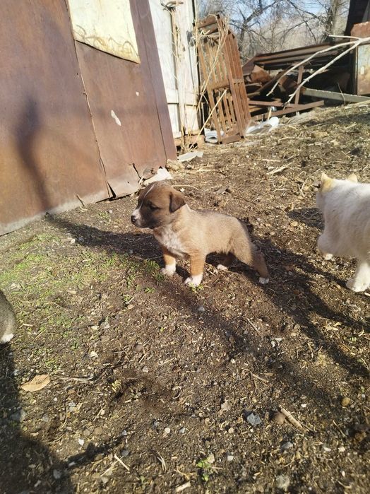 Щенки азиат, мать охотничья