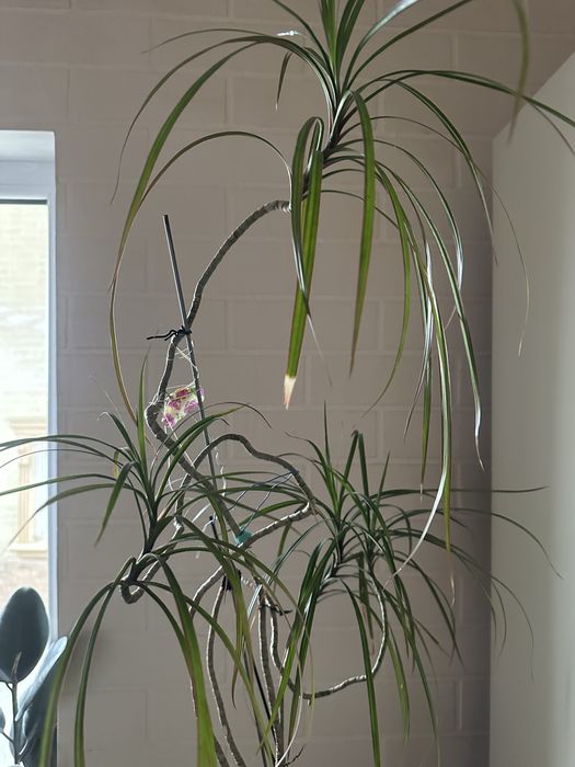 Цветы комнатные