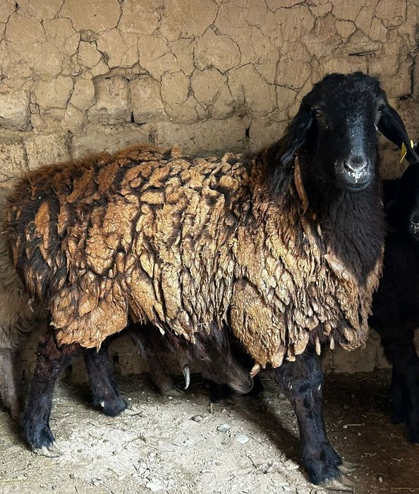 Семіз кой сатылады