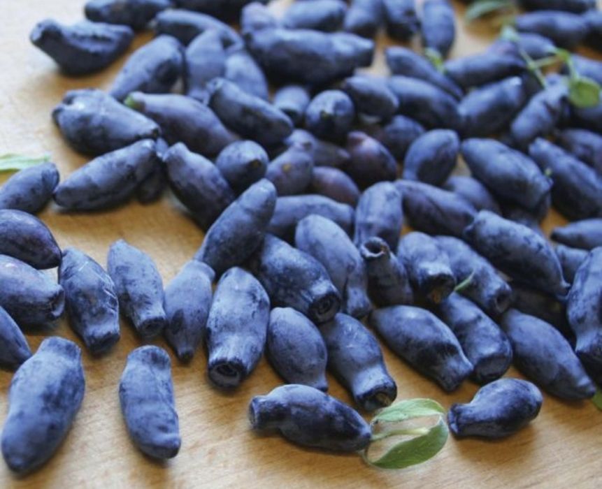 Plante Afin/Cocaz/Aronia